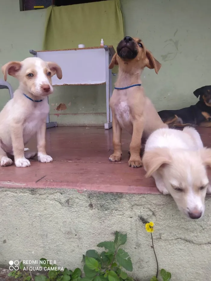 Cachorro raça Misturado idade 2 a 6 meses nome Scoby