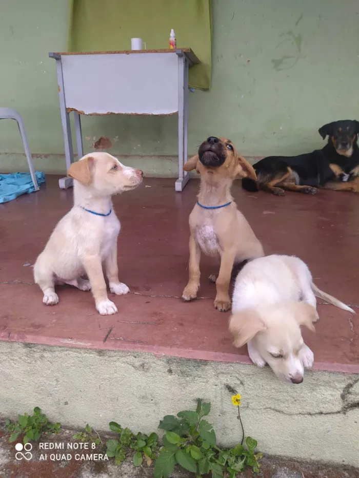 Cachorro raça Misturado idade 2 a 6 meses nome Scoby