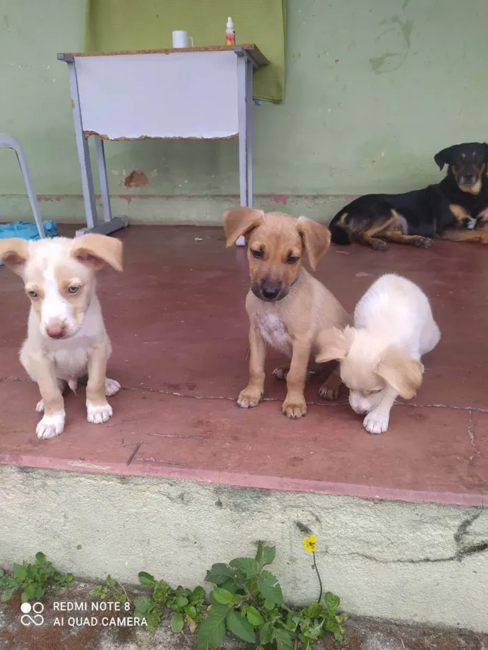 Cachorro raça Misturado idade 2 a 6 meses nome Scoby