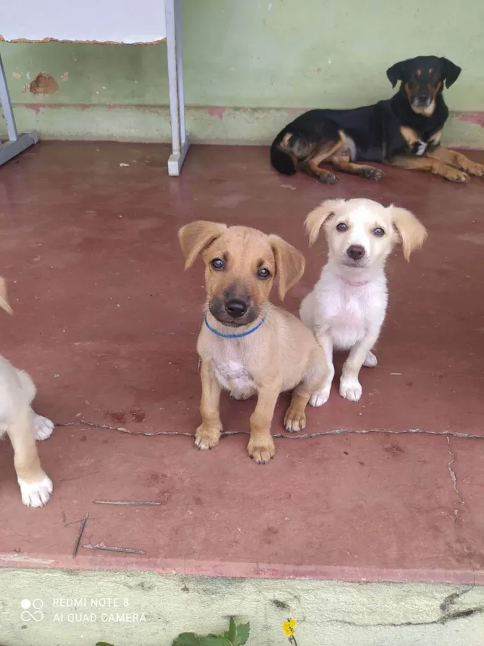 Cachorro raça Misturado idade 2 a 6 meses nome Scoby