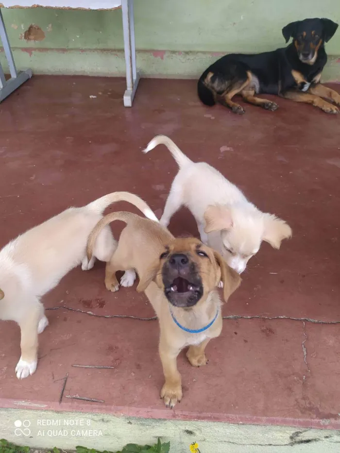 Cachorro raça Misturado idade 2 a 6 meses nome Scoby