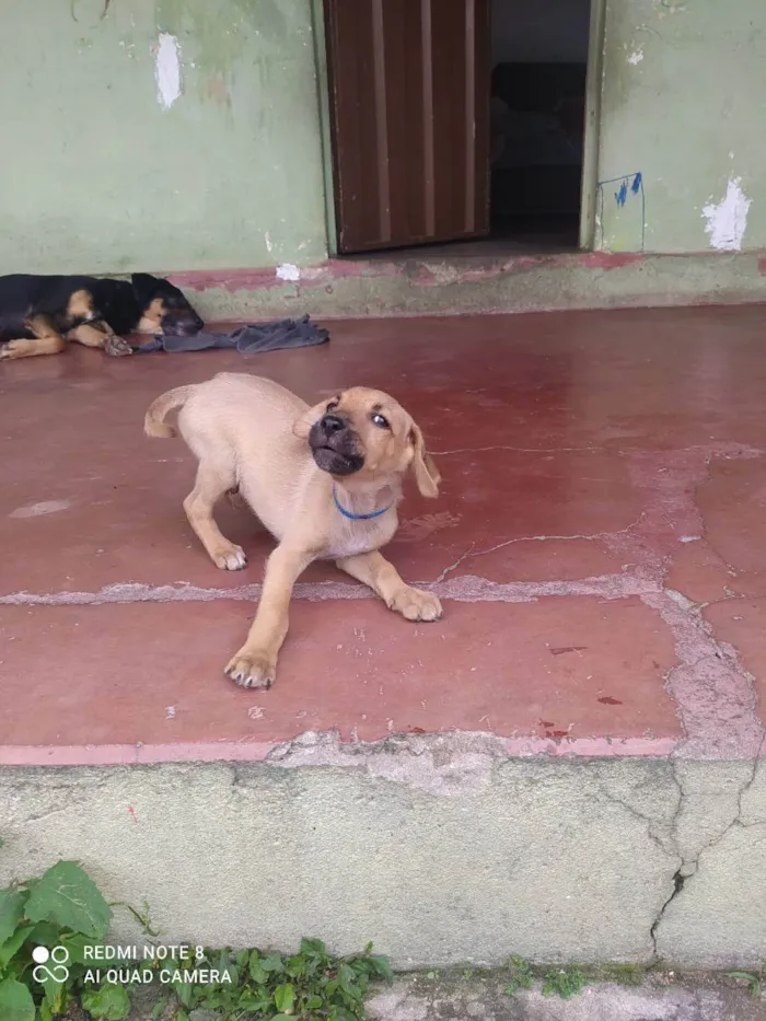 Cachorro raça Misturado idade 2 a 6 meses nome Scoby