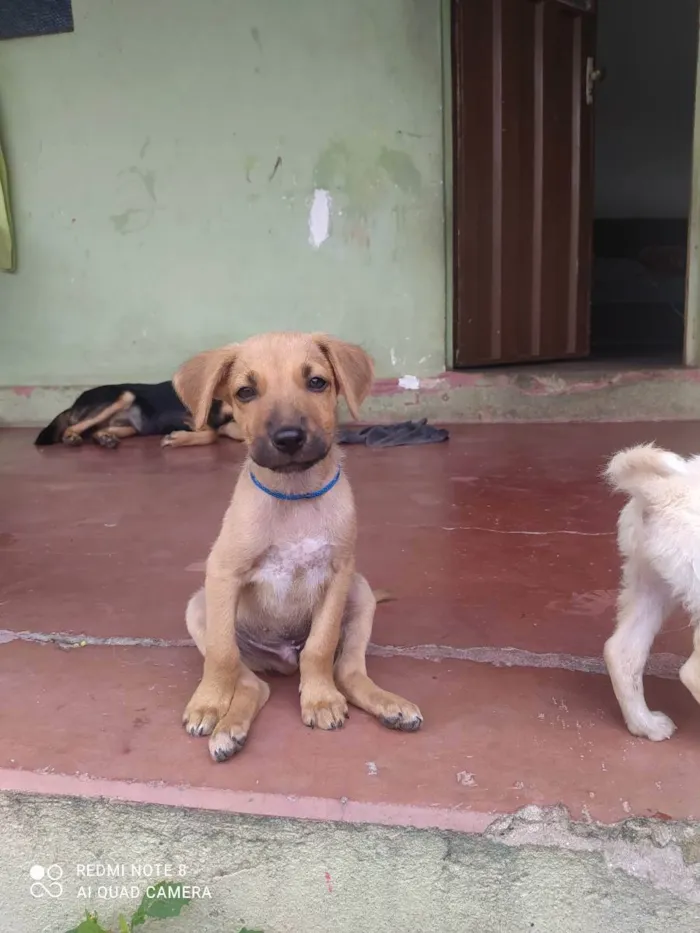 Cachorro raça Misturado idade 2 a 6 meses nome Scoby