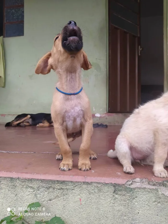 Cachorro raça Misturado idade 2 a 6 meses nome Scoby