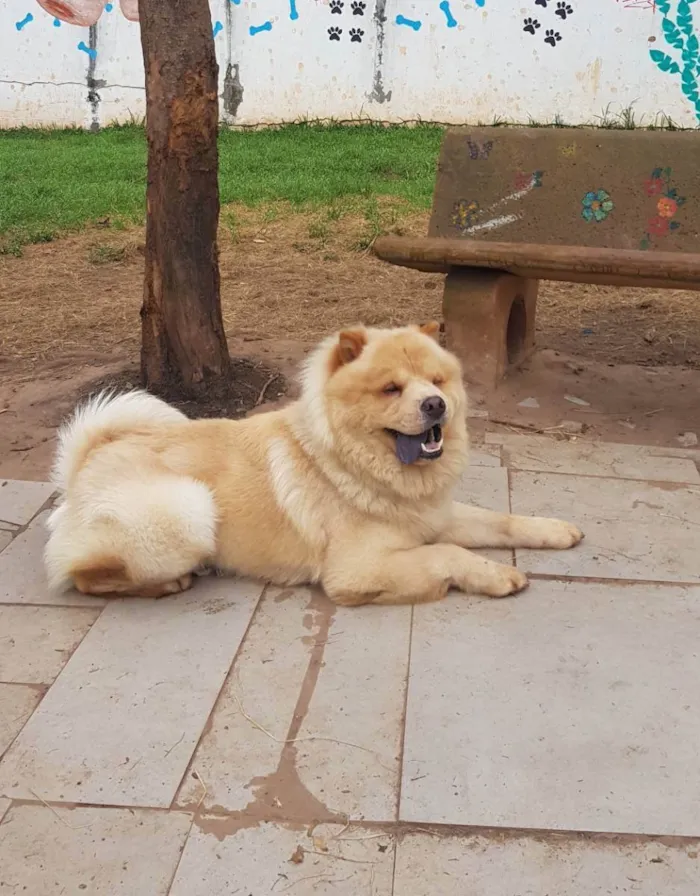 Cachorro ra a Chow Chow idade 2 anos nome MAX