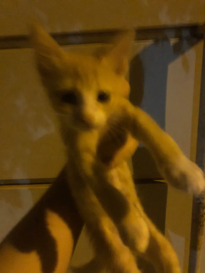 Gato ra a Srd idade Abaixo de 2 meses nome Filhotes