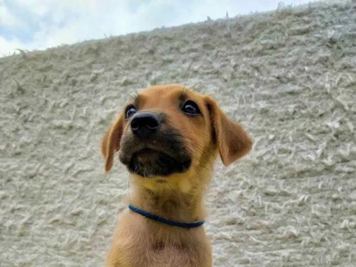 Cachorro raça Misturado idade 2 a 6 meses nome Scoby