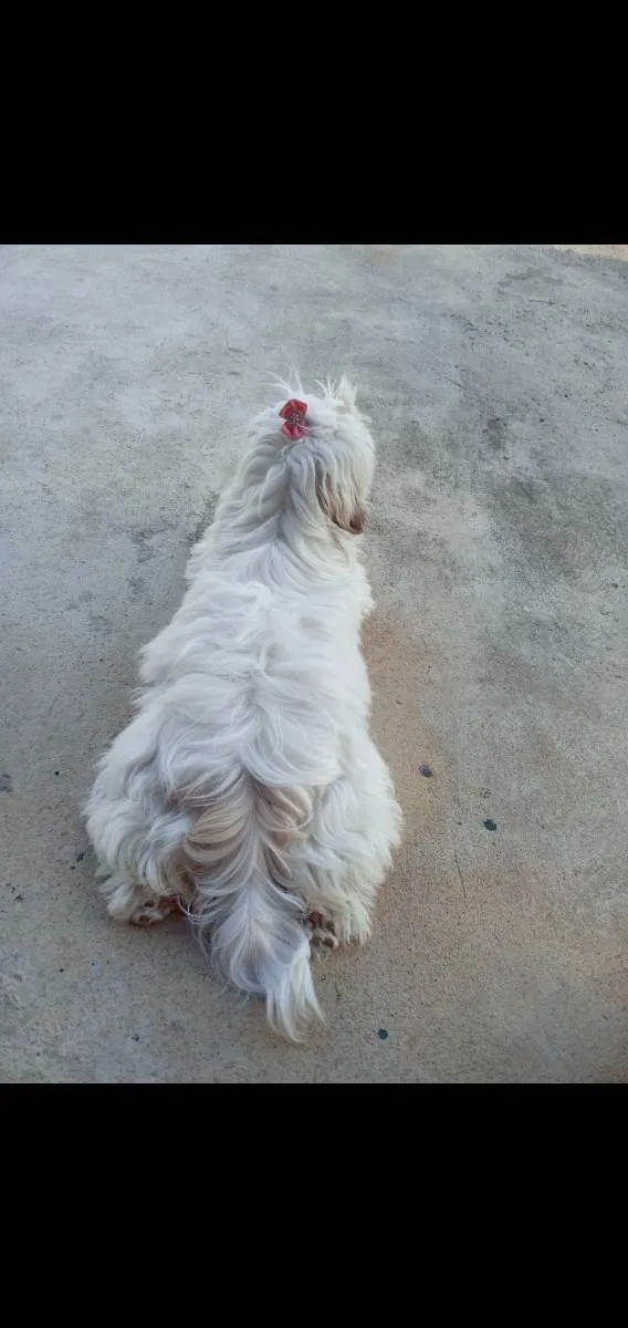 Cachorro ra a Lhasa apso idade 7 a 11 meses nome Mel