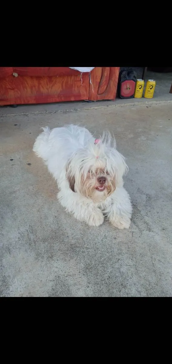 Cachorro ra a Lhasa apso idade 7 a 11 meses nome Mel