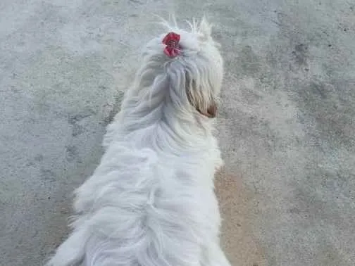 Cachorro ra a Lhasa apso idade 7 a 11 meses nome Mel