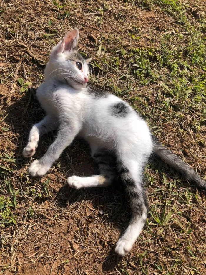 Gato ra a SRD idade 2 a 6 meses nome Gatinha
