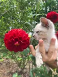 GATINHO
