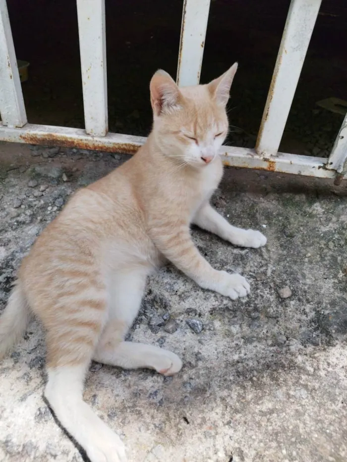 Gato ra a SRD idade 2 a 6 meses nome Laranjinha