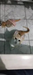 Laranjinha