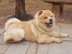 Cachorro raça Chow Chow idade 2 anos nome MAX