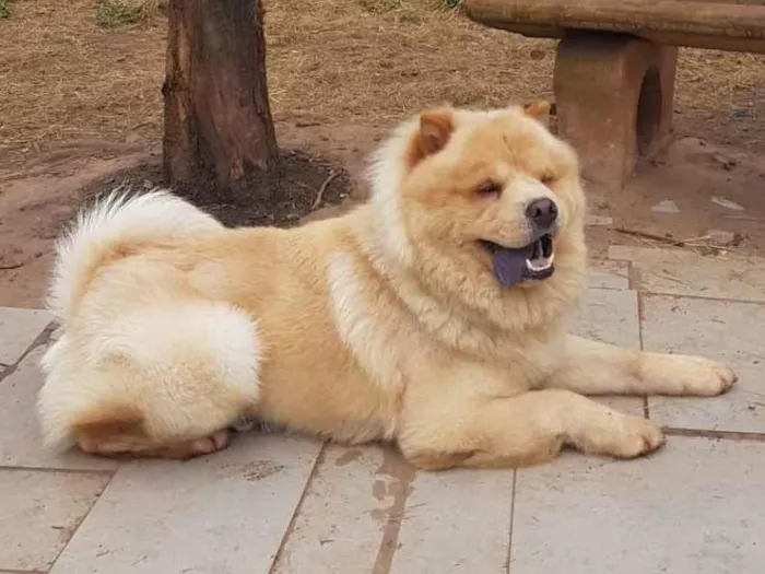 Cachorro ra a Chow Chow idade 2 anos nome MAX