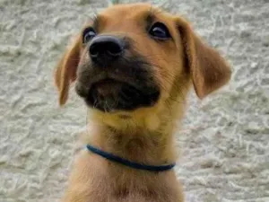 Cachorro raça Misturado idade 2 a 6 meses nome Scoby