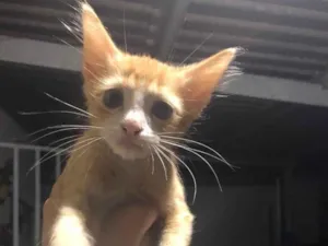 Gato raça Srd idade Abaixo de 2 meses nome Filhotes