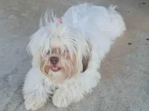 Cachorro raça Lhasa apso idade 7 a 11 meses nome Mel