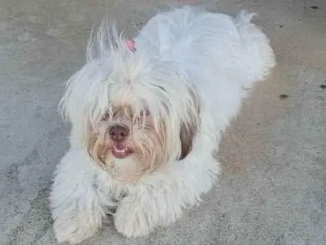 Cachorro ra a Lhasa apso idade 7 a 11 meses nome Mel