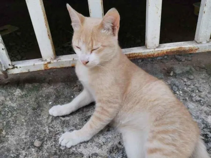 Gato ra a SRD idade 2 a 6 meses nome Laranjinha