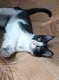 BENTO
