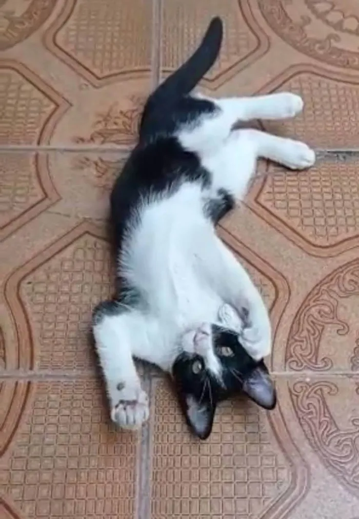 Gato ra a SRD idade 2 a 6 meses nome BENTO