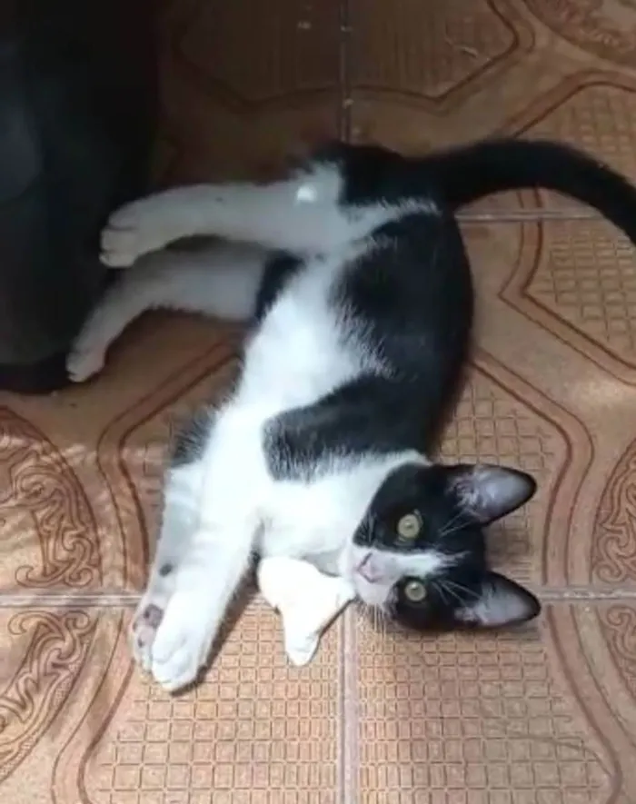 Gato ra a SRD idade 2 a 6 meses nome BENTO