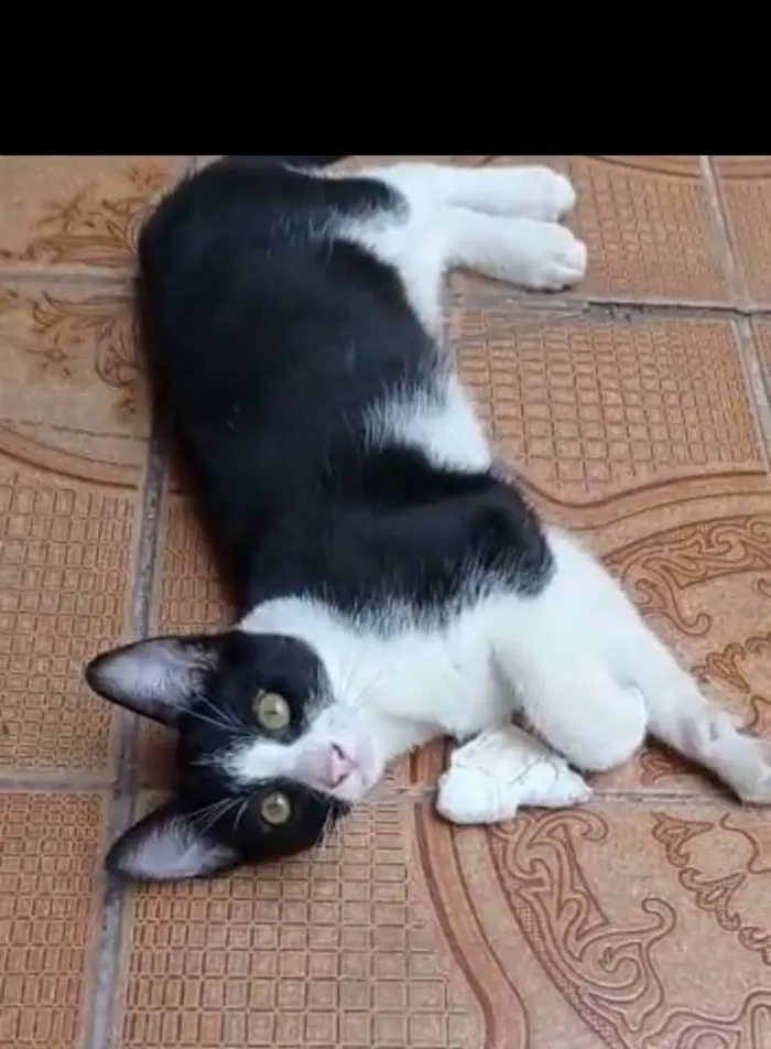 Gato ra a SRD idade 2 a 6 meses nome BENTO