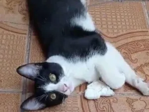 Gato raça SRD idade 2 a 6 meses nome BENTO