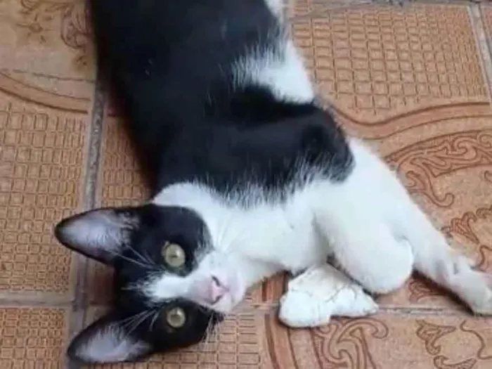 Gato ra a SRD idade 2 a 6 meses nome BENTO