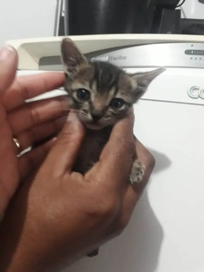Gato ra a Srd idade 2 a 6 meses nome Sem nome definido 