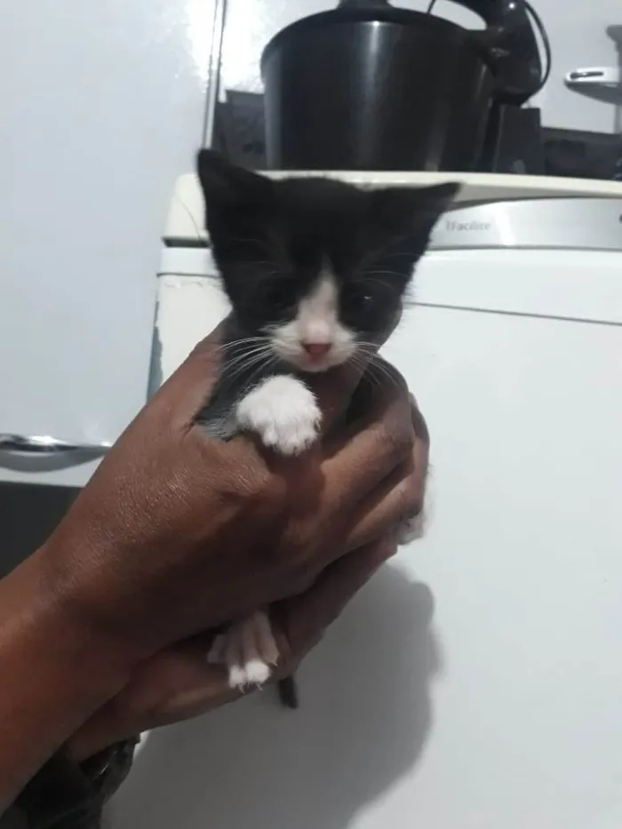 Gato ra a Srd idade 2 a 6 meses nome Sem nome 