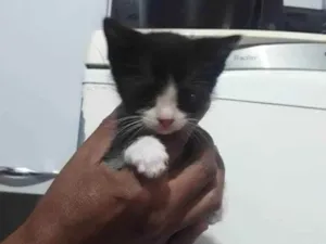 Gato raça Srd idade 2 a 6 meses nome Sem nome 