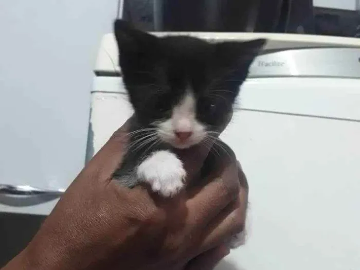 Gato ra a Srd idade 2 a 6 meses nome Sem nome 