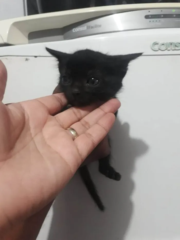 Gato ra a Srd idade 2 a 6 meses nome Sem nome definido 