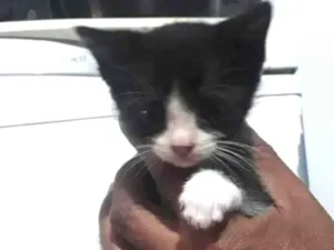 Gato raça Srd idade 2 a 6 meses nome Sem nome definido 