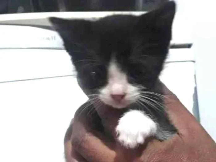 Gato ra a Srd idade 2 a 6 meses nome Sem nome definido 