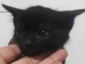 Gato raça Srd idade 2 a 6 meses nome Sem nome definido 