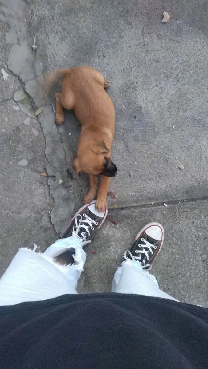 Cachorro ra a vira lata idade 2 a 6 meses nome paçoca