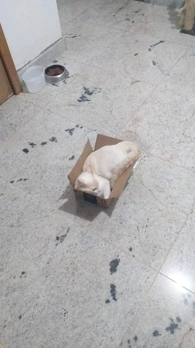 Gato raça Persa idade 7 a 11 meses nome Floquinho