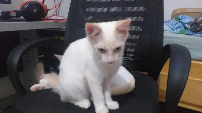 Gato raça Persa idade 7 a 11 meses nome Floquinho