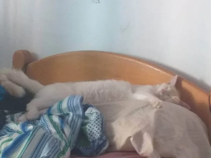 Gato raça Persa idade 7 a 11 meses nome Floquinho