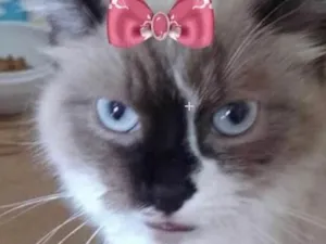 Gato raça Mestiça  idade 2 a 6 meses nome Nina 