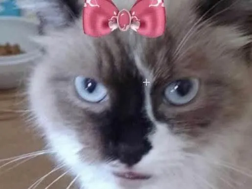 Gato ra a Mestiça  idade 2 a 6 meses nome Nina 