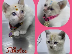 Gato raça Srd idade 2 a 6 meses nome Gatinhas fofas