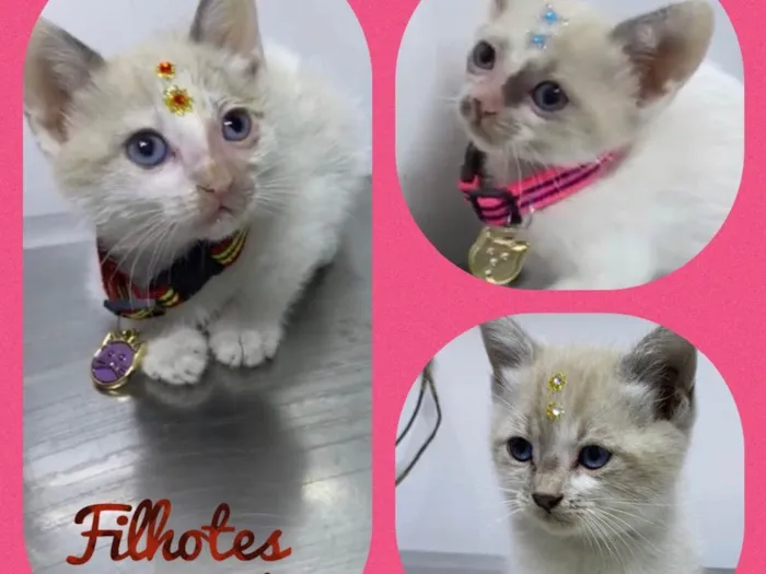 Gato raça Srd idade 2 a 6 meses nome Gatinhas fofas