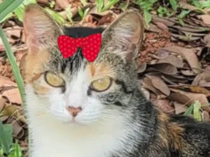 Gato raça Mestiça  idade 3 anos nome Tina 