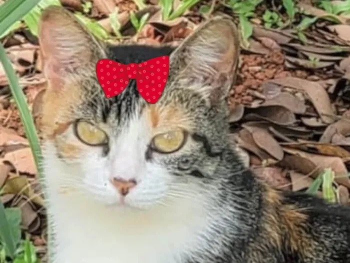 Gato ra a Mestiça  idade 3 anos nome Tina 