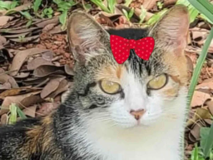 Gato ra a Mestiça  idade 3 anos nome Tina 